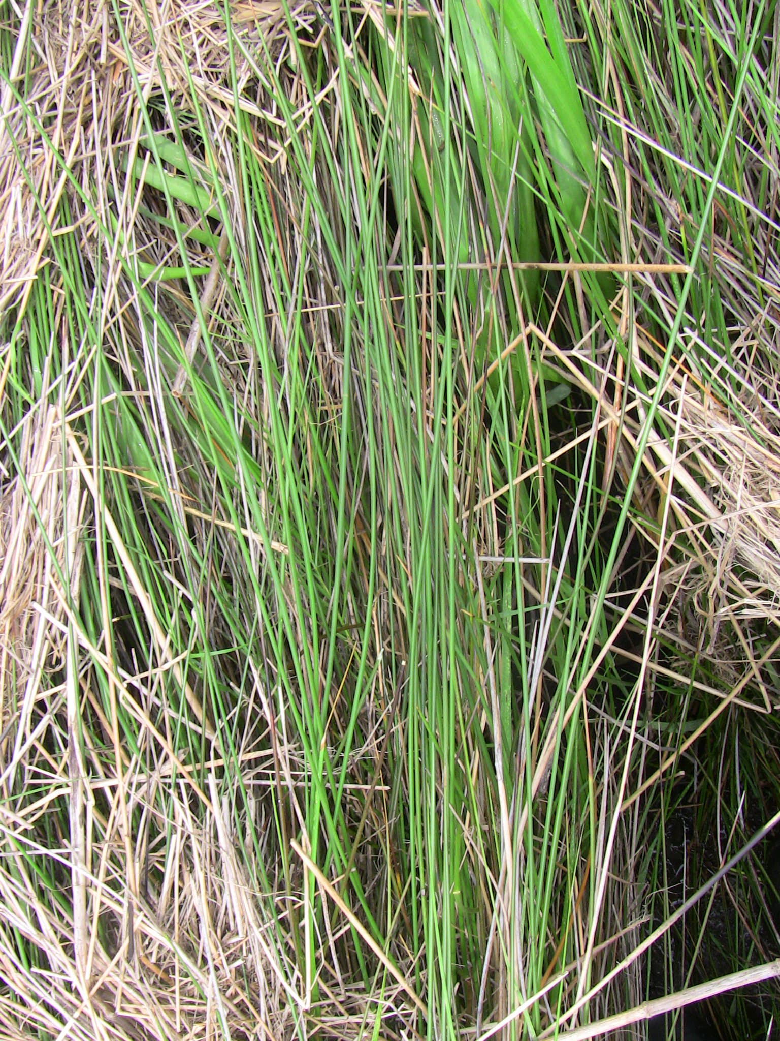 J.roemer. DWV1-0511b dkgrn.a sample