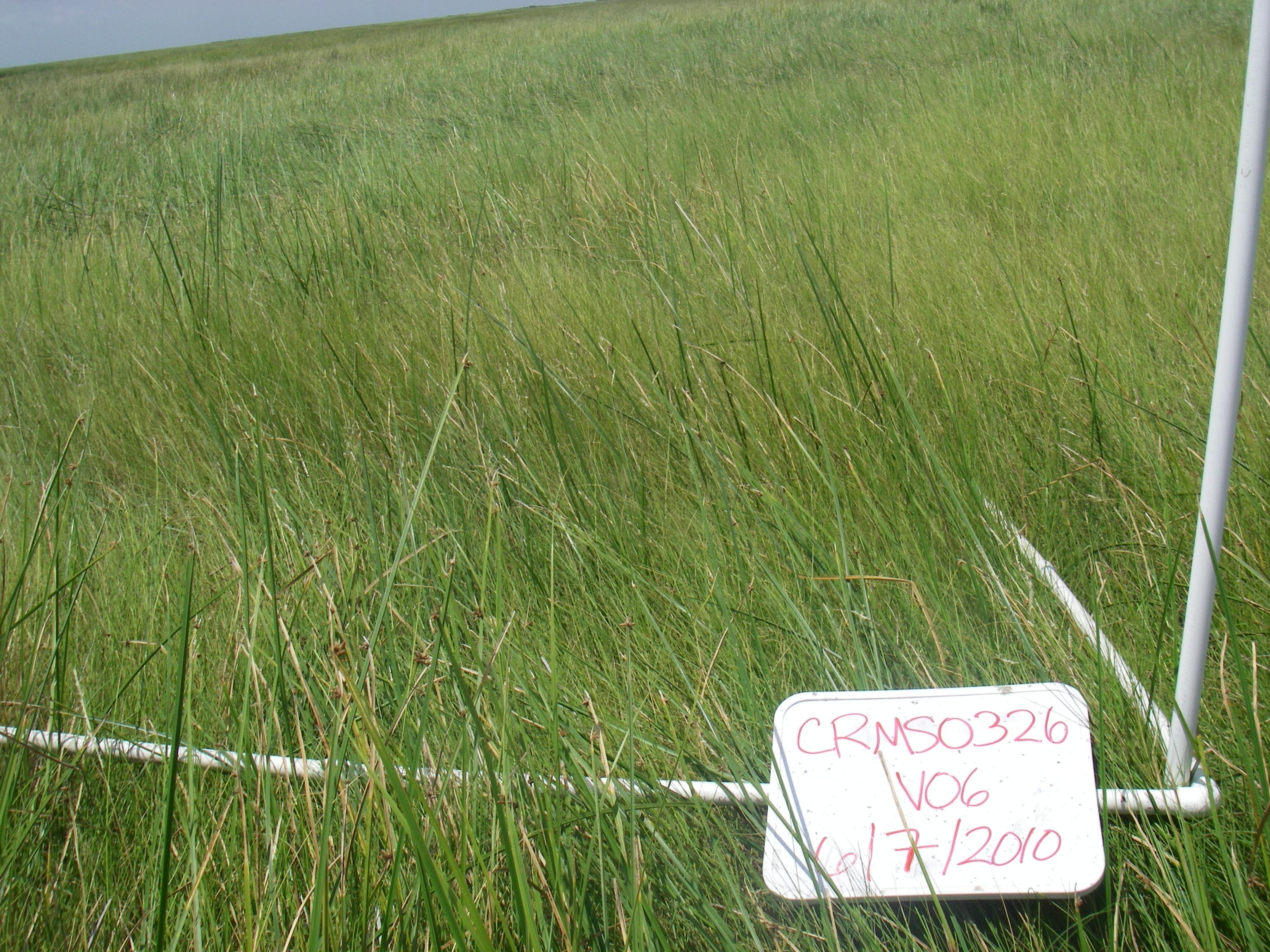 S.americanus sample