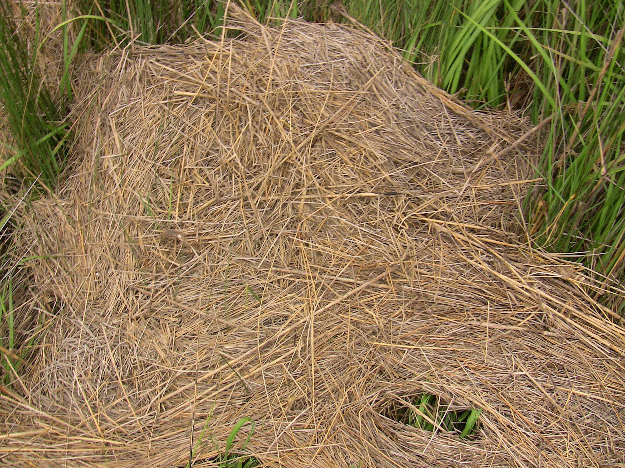 Marsh wrack DWV1-0511 NPV.a sample