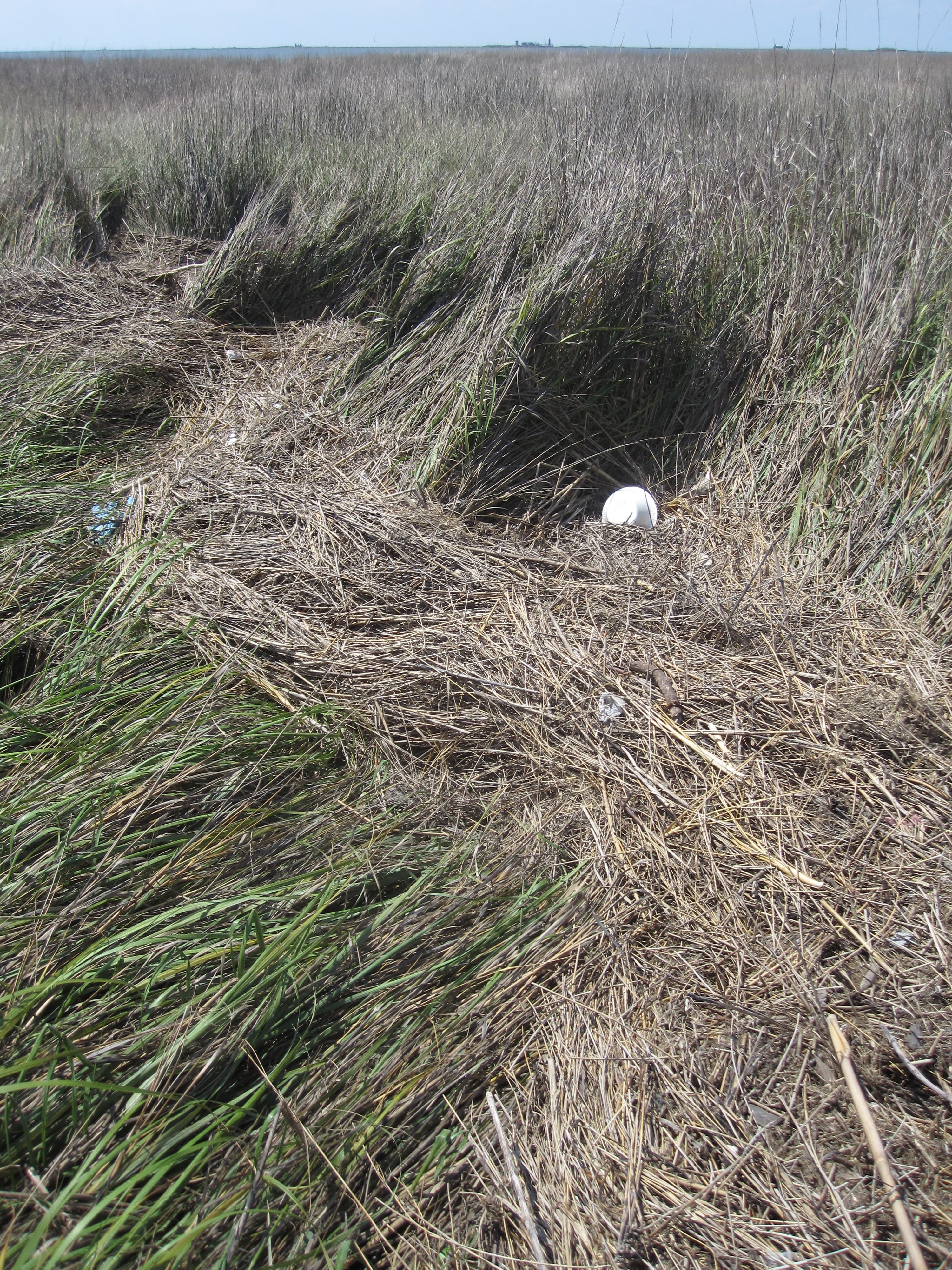 Marsh wrack DWV3-0511 dryNPV sample