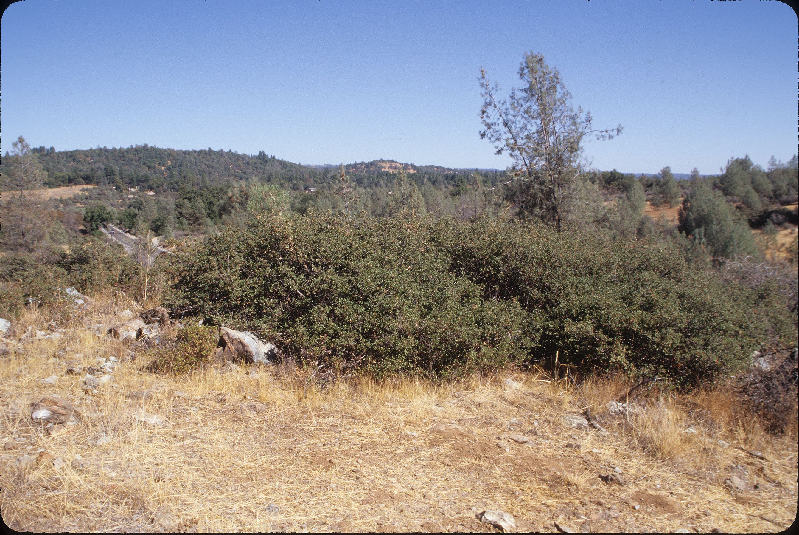 Oak QUDU sample