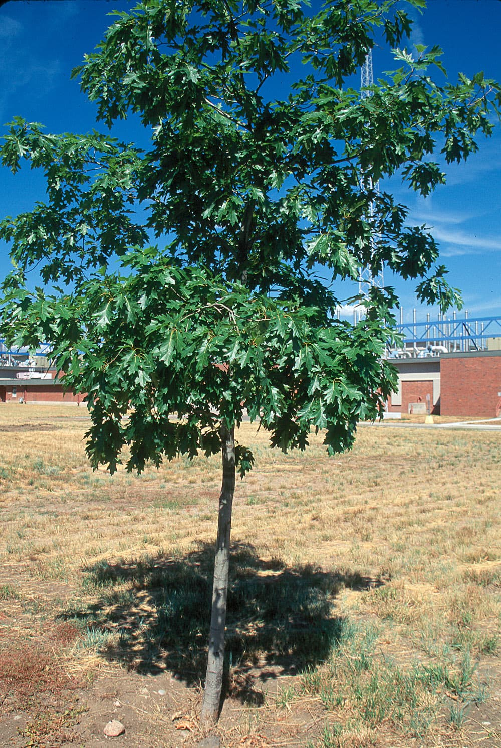 Oak Oak-Leaf-1 fresh sample