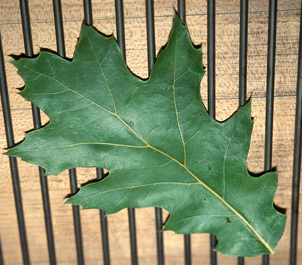 Oak Oak-Leaf-2 dried sample