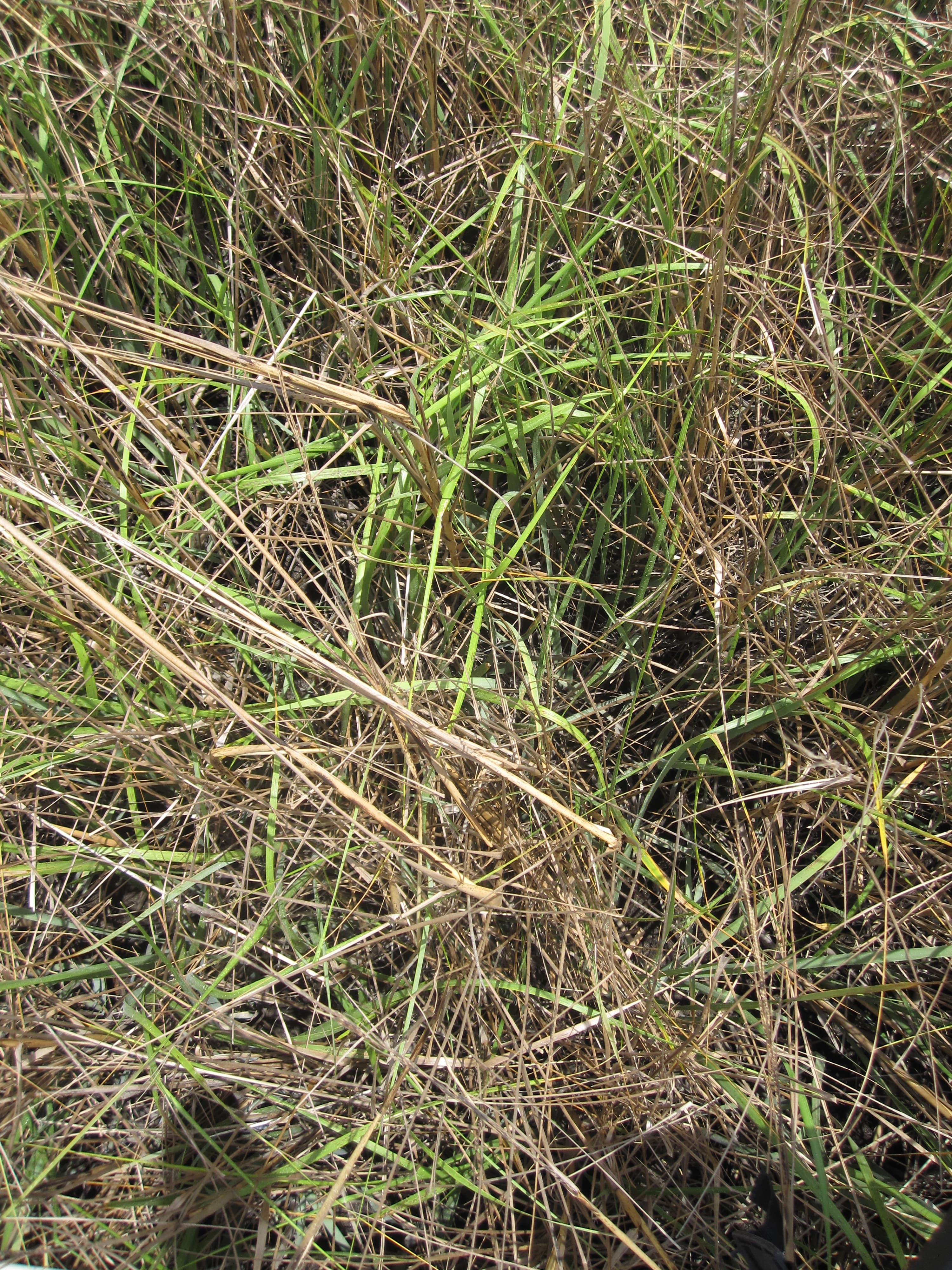 S.altern. DWV6b3-0511 NPV.a sample