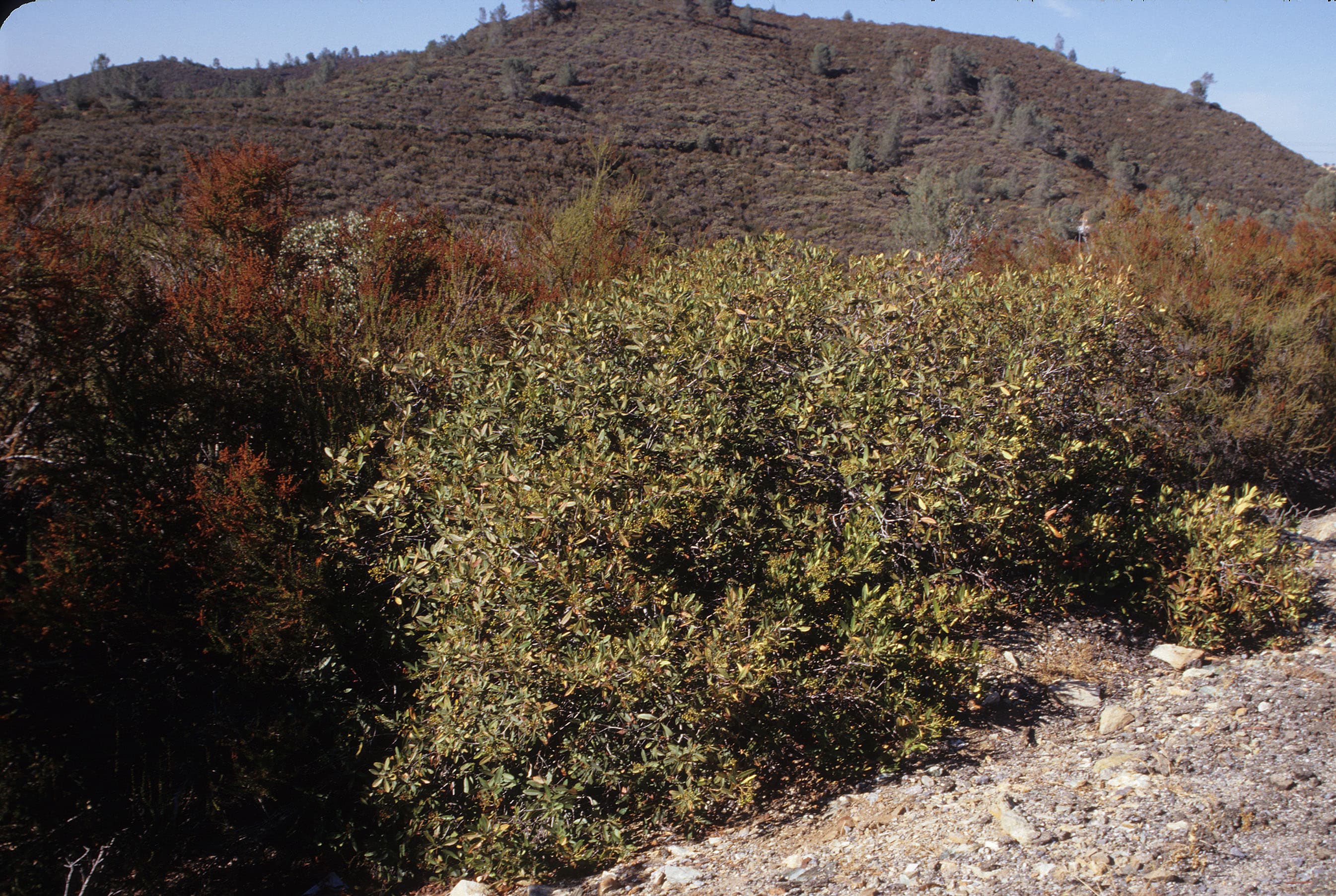 Toyon sample