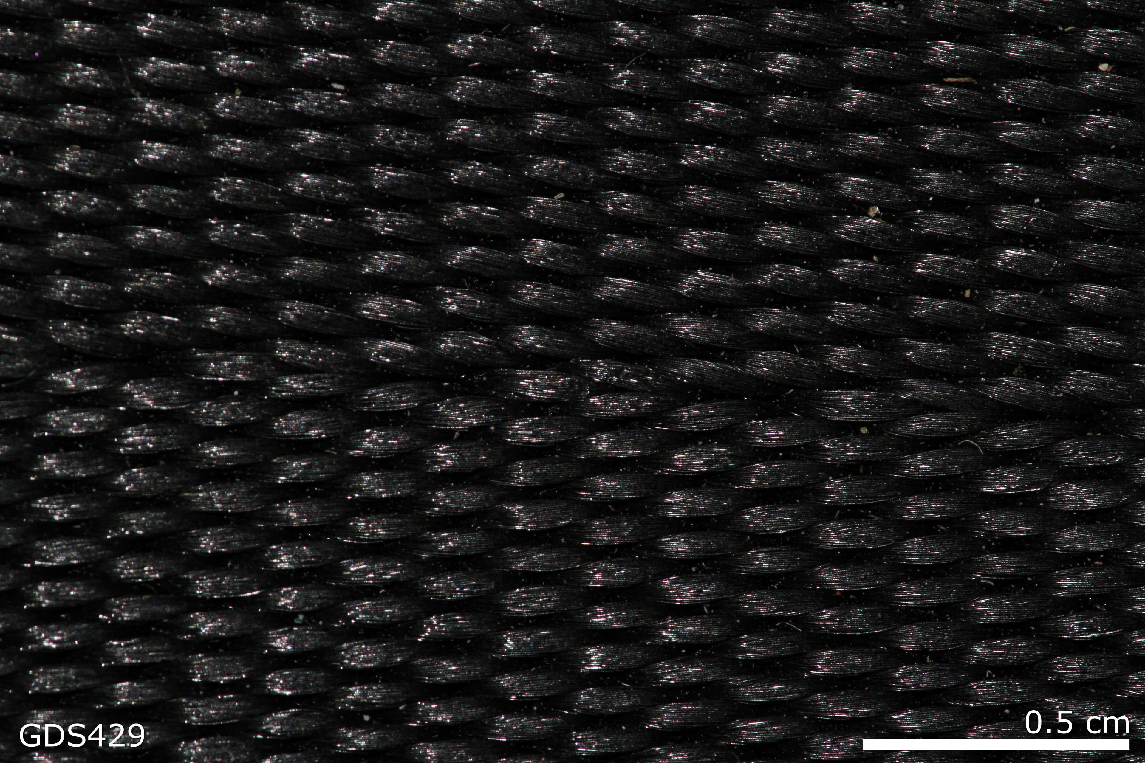 Polyester Webbing sample