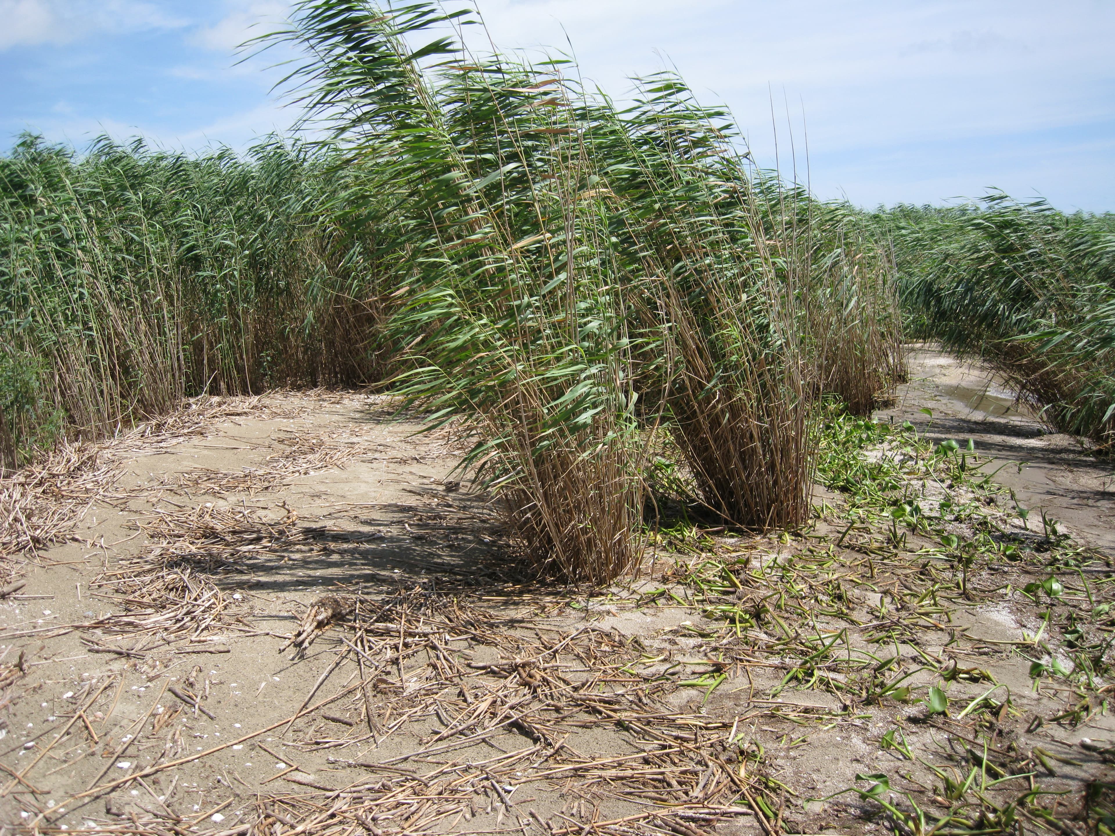 Sand DWO-3-DEL2a no vis.oil sample