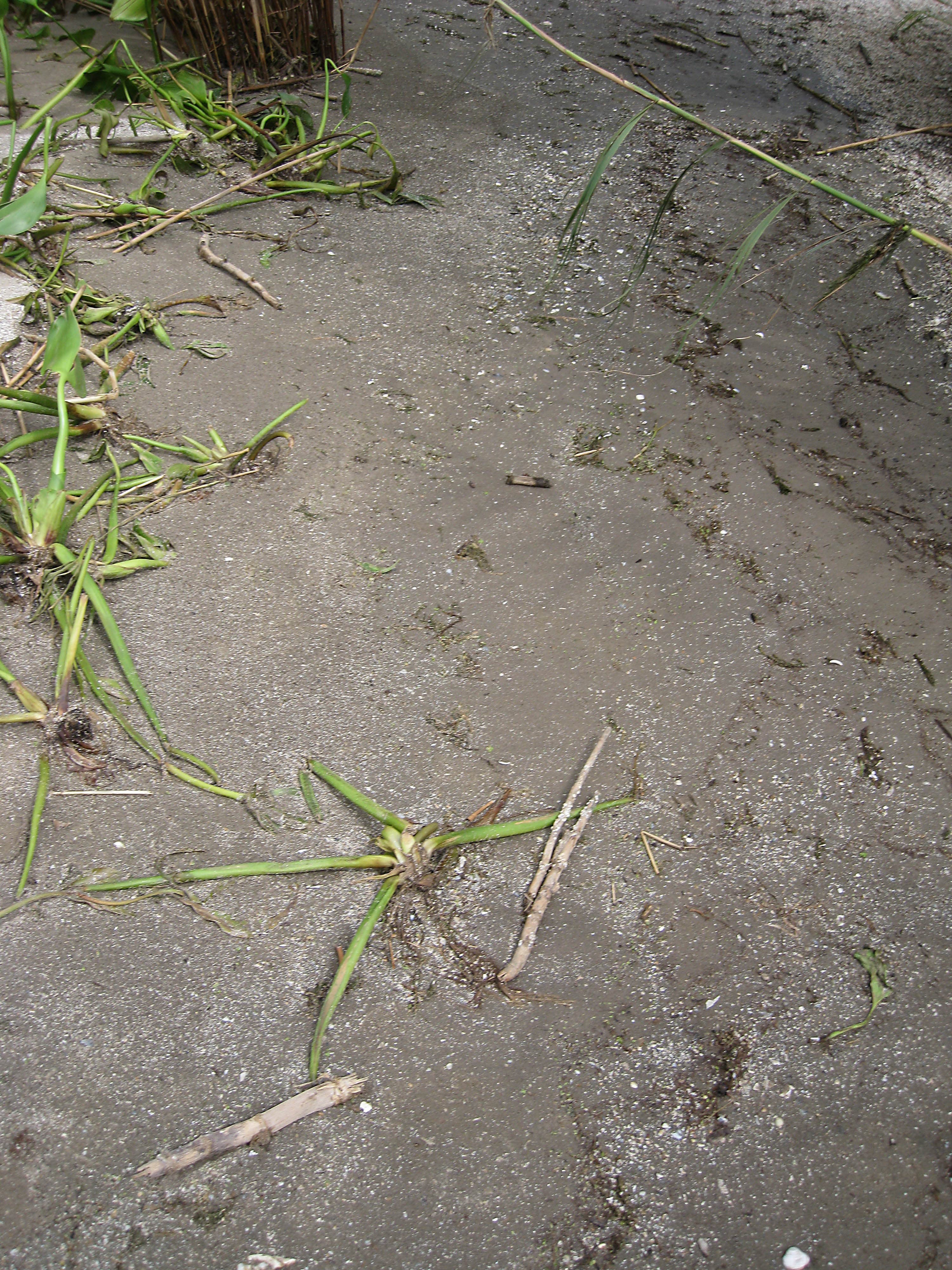 Sand DWO-3-DEL2b wet no oil sample
