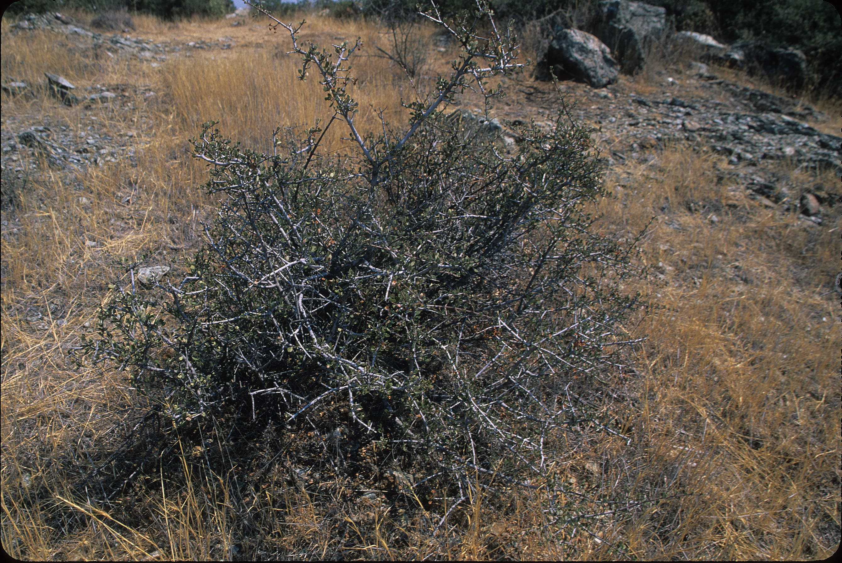 Buckbrush sample