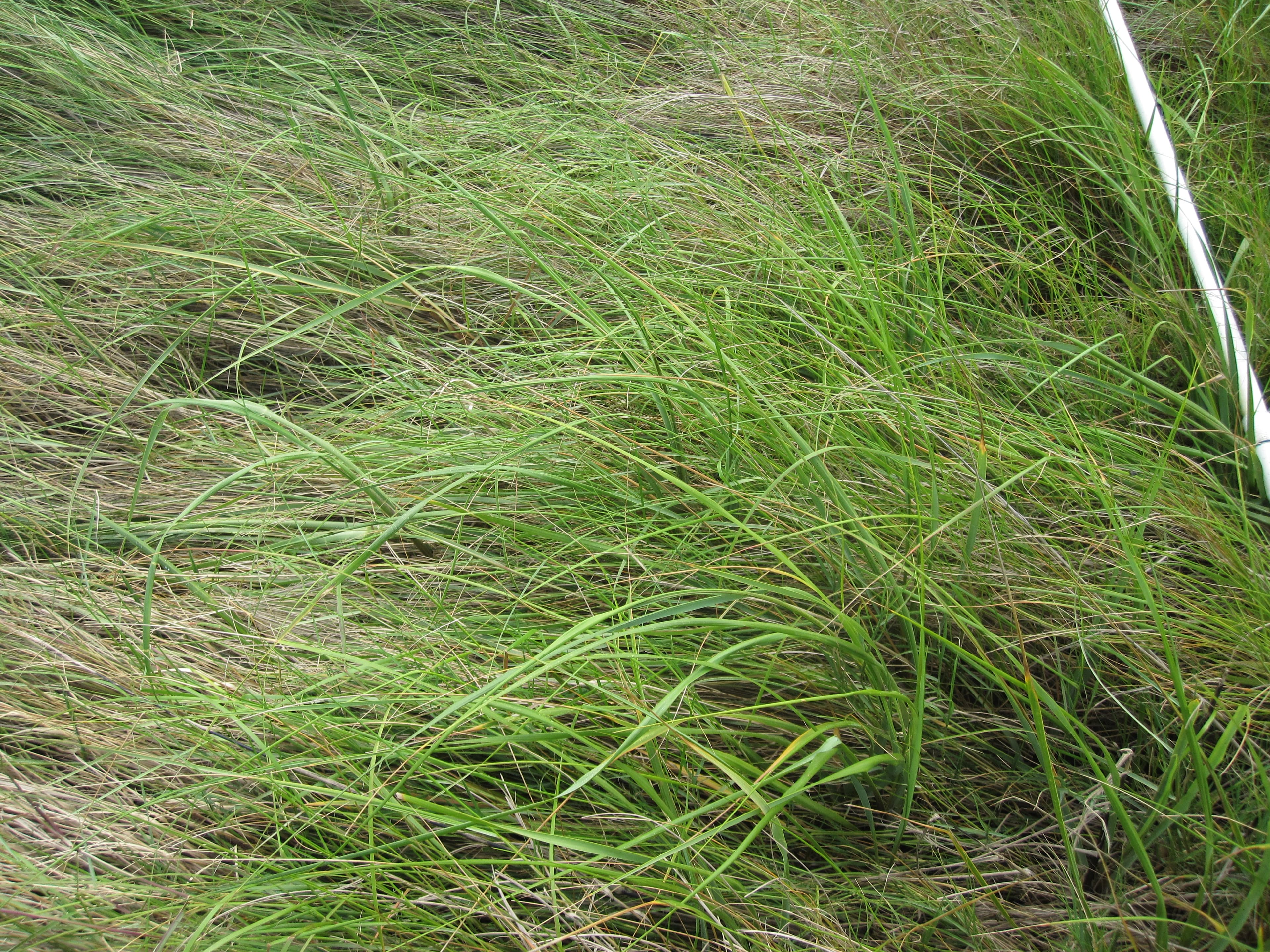 D.spicata DWV6-0511 dryNPV.a sample