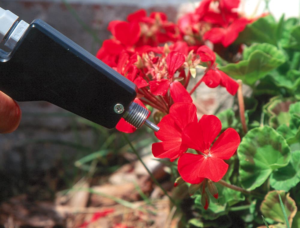 Flower Geranium-1 Red-Orange sample