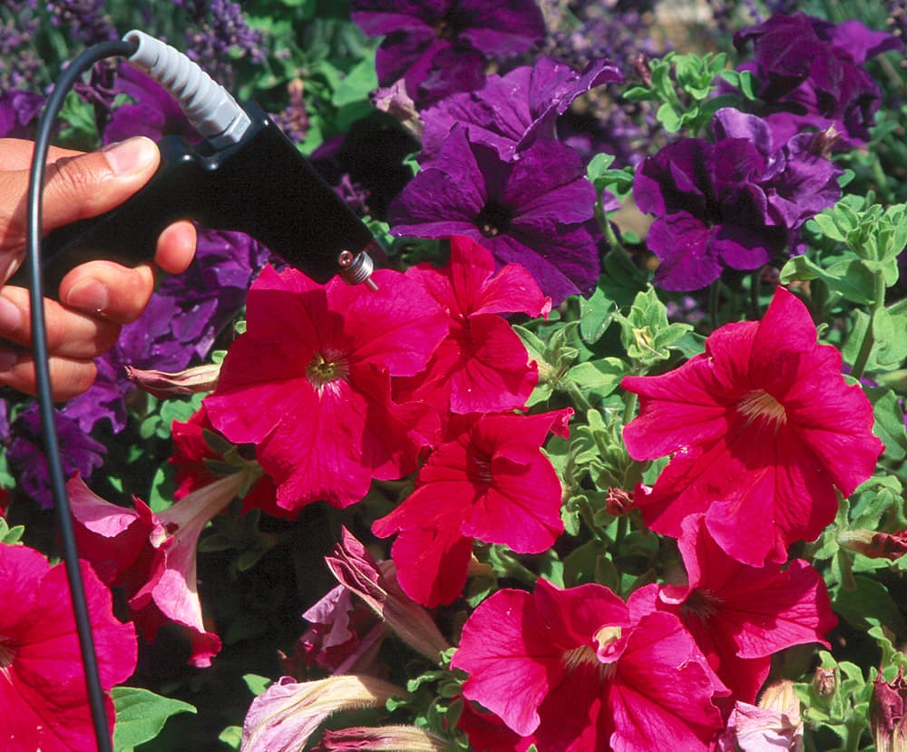 Flower Petunia-1 Pink sample