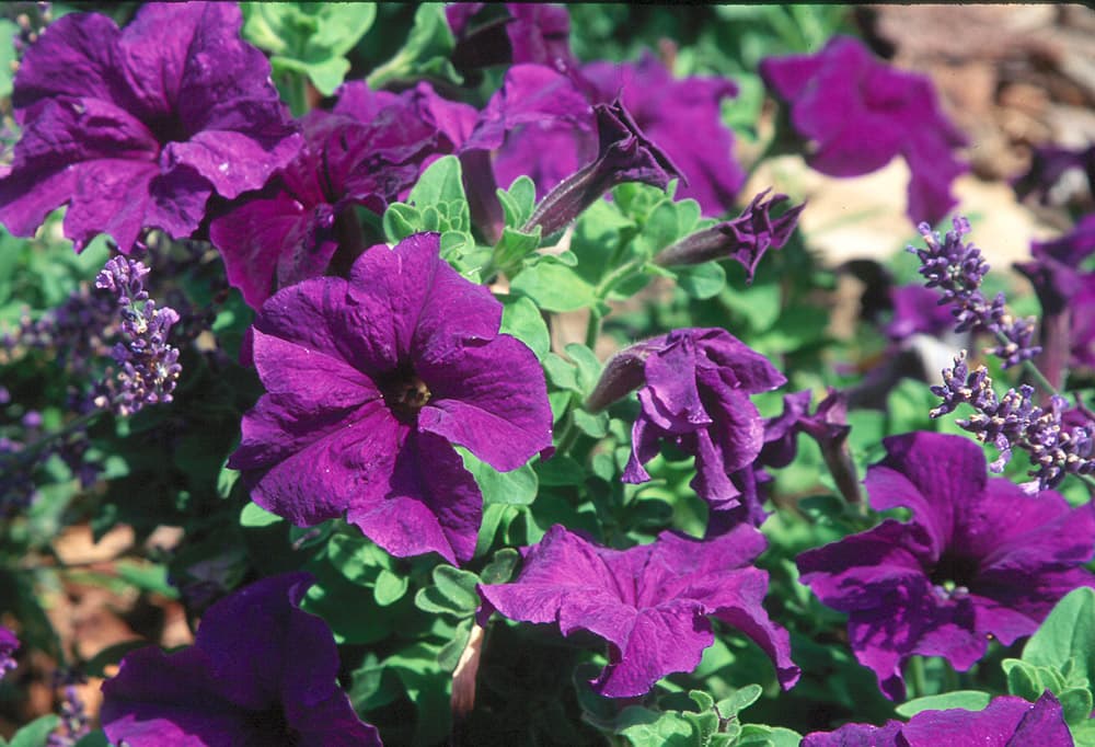 Flower Petunia-2 Purple sample