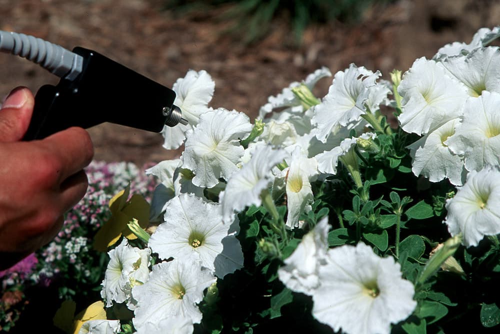 Flower Petunia-3 White sample