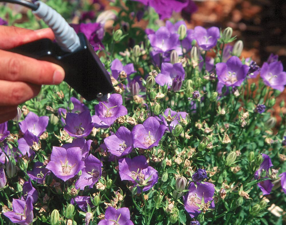 Flower Platycodon-1 Purple sample