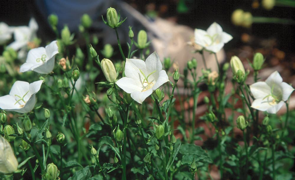 Flower Platycodon-2 White sample