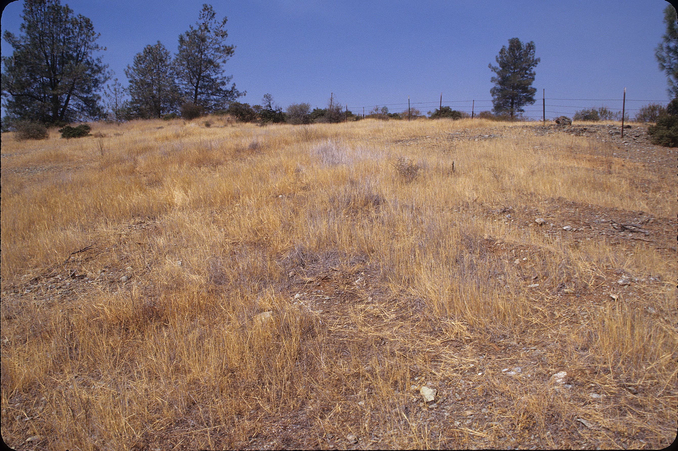 Grass sample