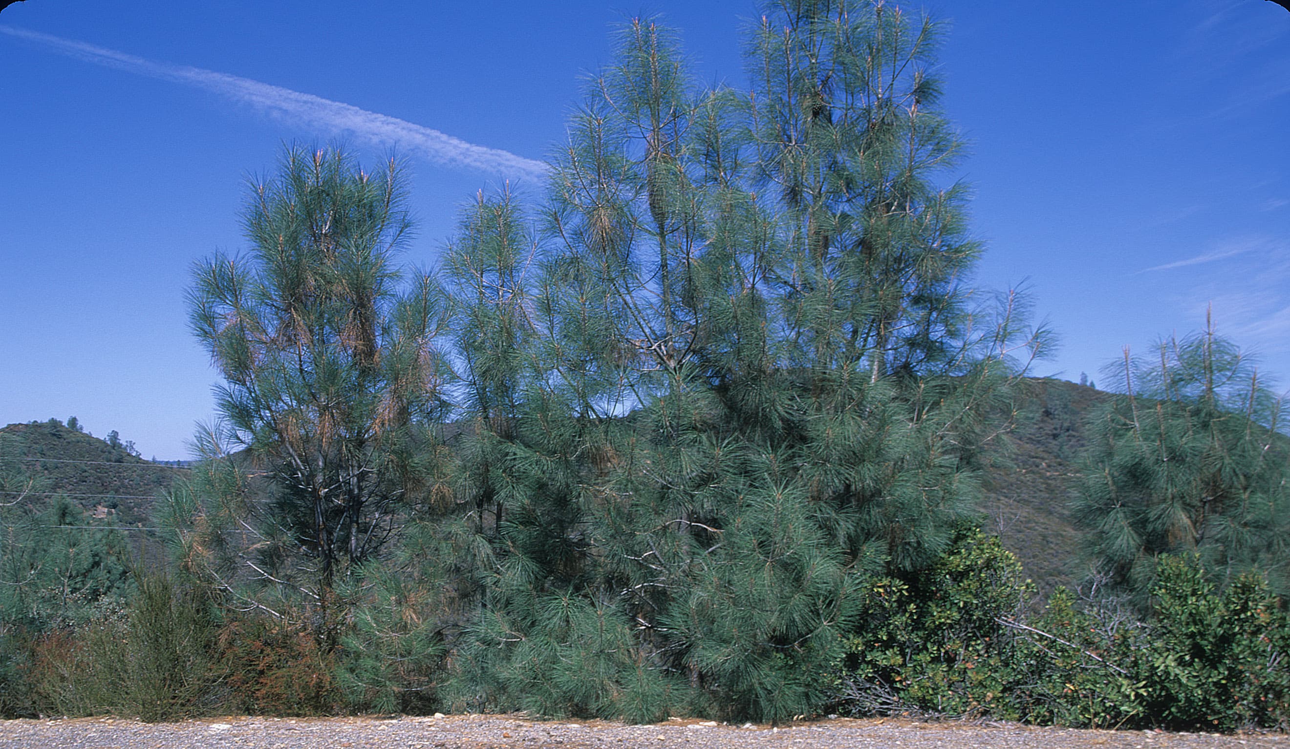 Gray-Pine sample