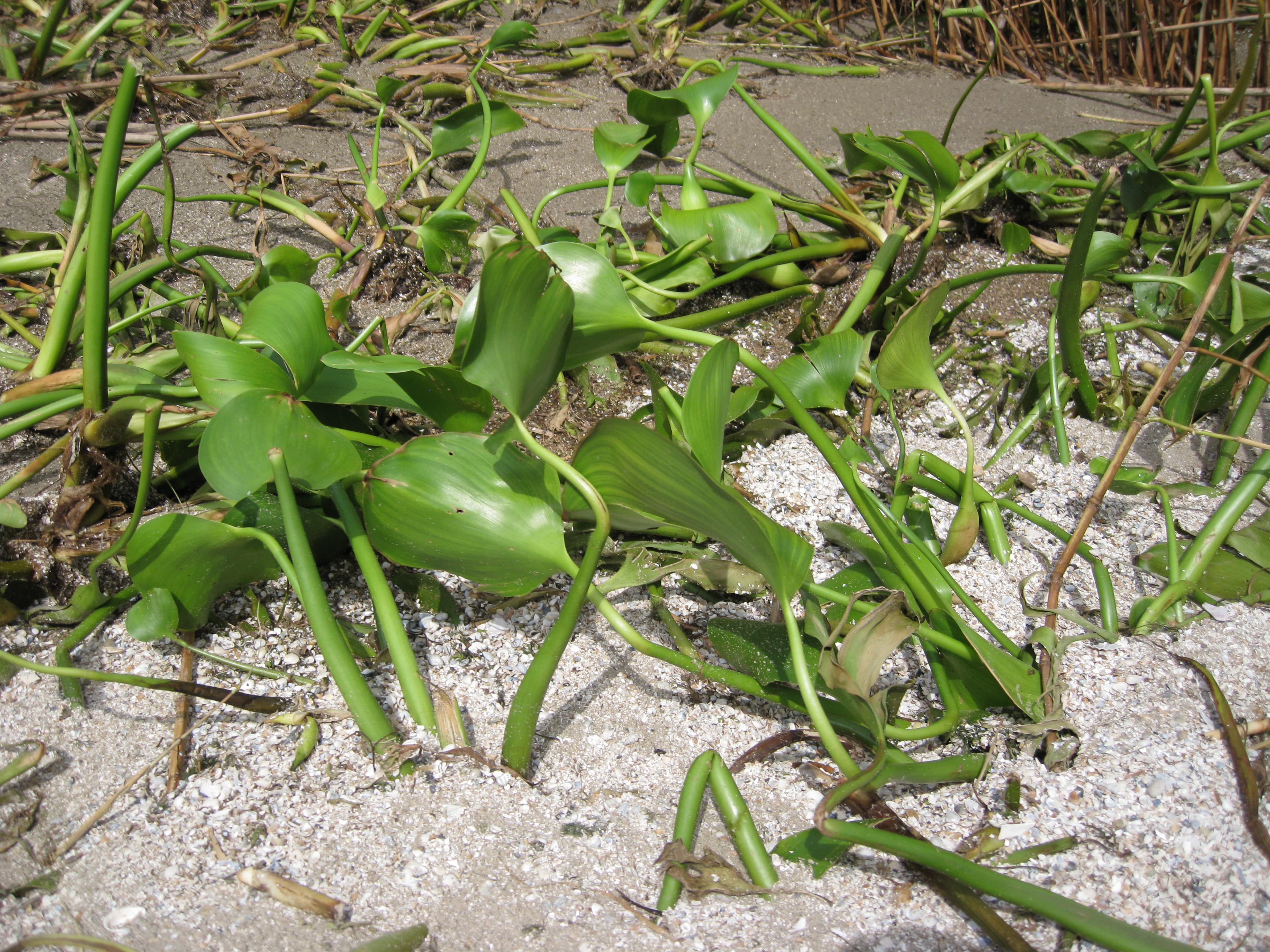 Hyacinth DWO-3-DEL-2 leaf.a sample