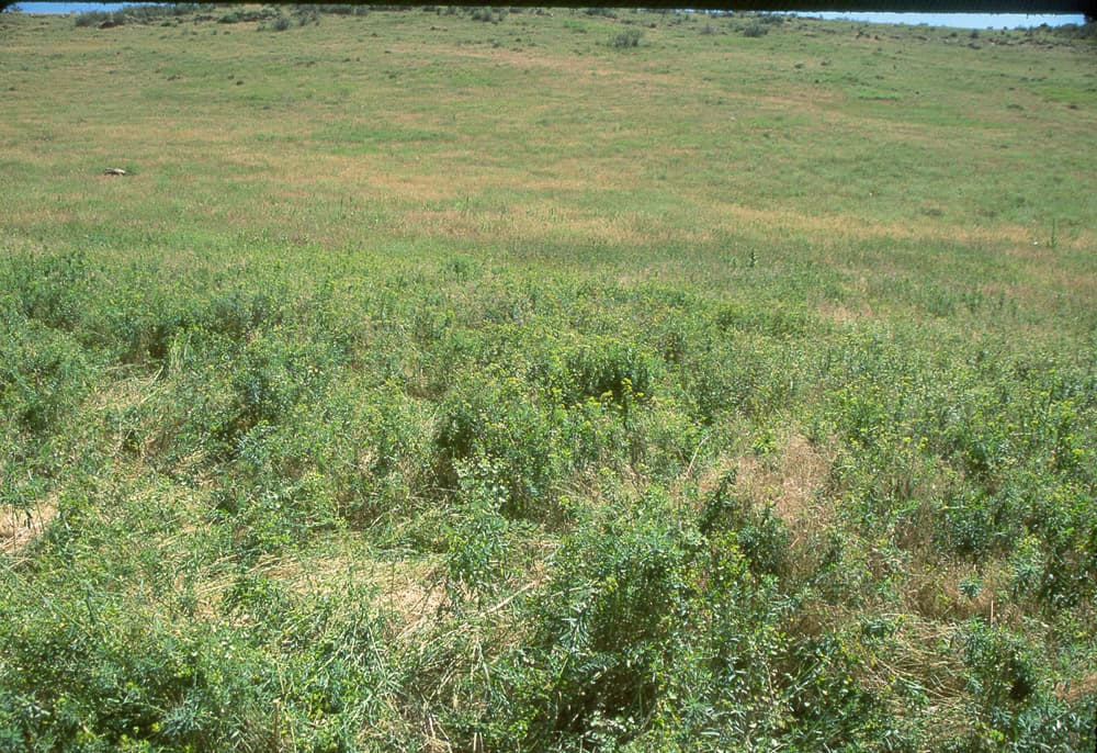 LeafySpurge Spurge-A1-Jul98 sample