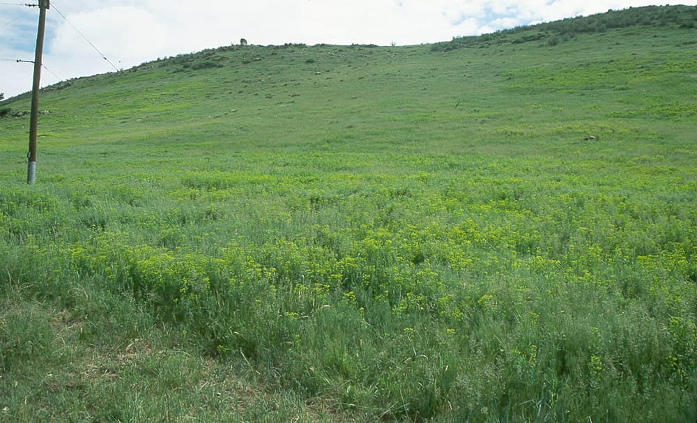 LeafySpurge Spurge-A1-Jun98 sample