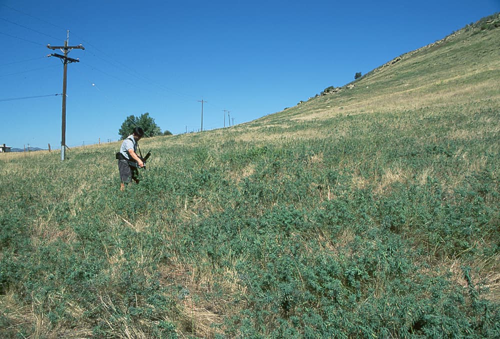 LeafySpurge Spurge-A1-Sep97 sample