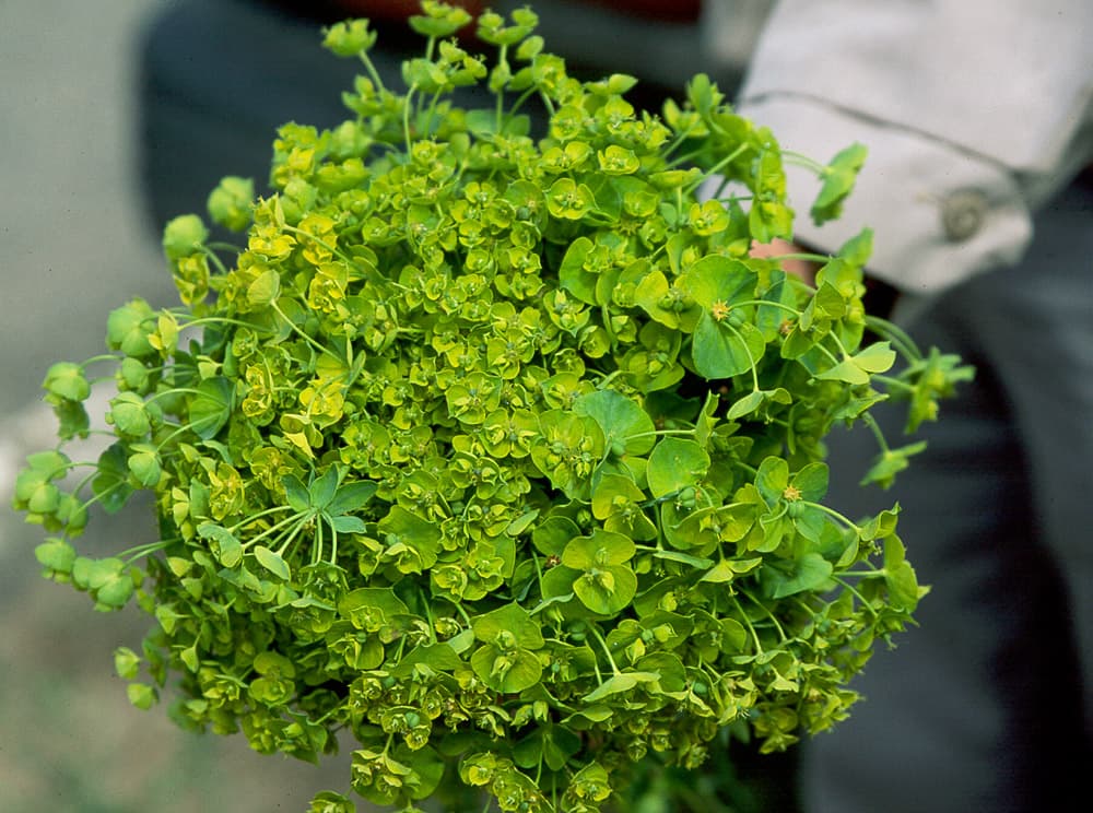 LeafySpurge Spurge-A2-Jun98 sample
