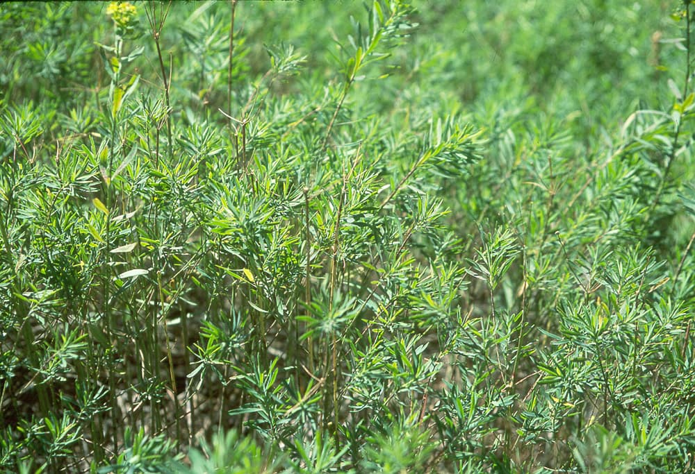 LeafySpurge Spurge-B1-Jul98 sample