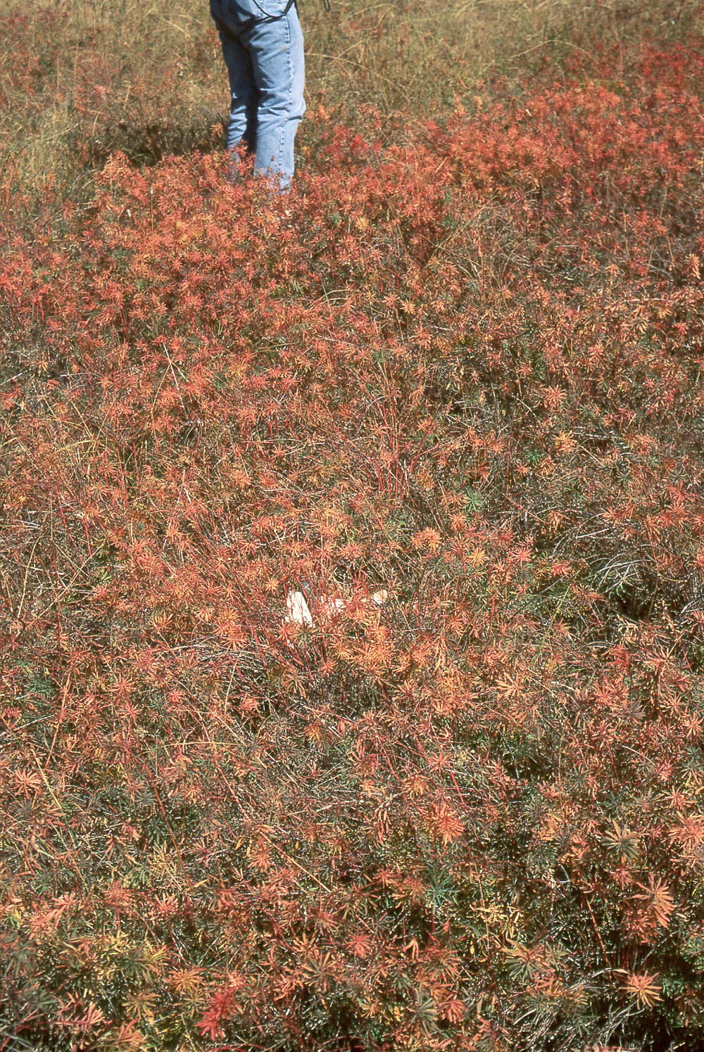 LeafySpurge Spurge-C1-Oct97 sample