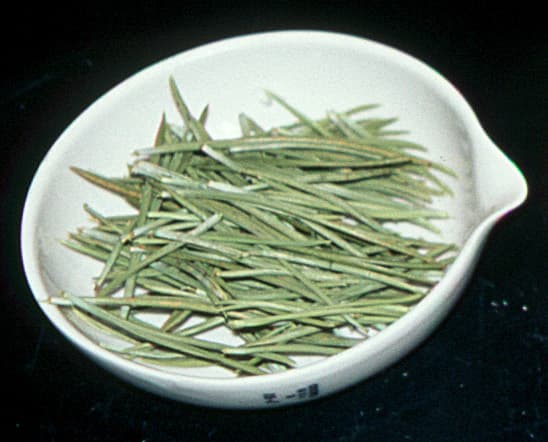 Lodgepole-Pine LP-Needles-2 sample