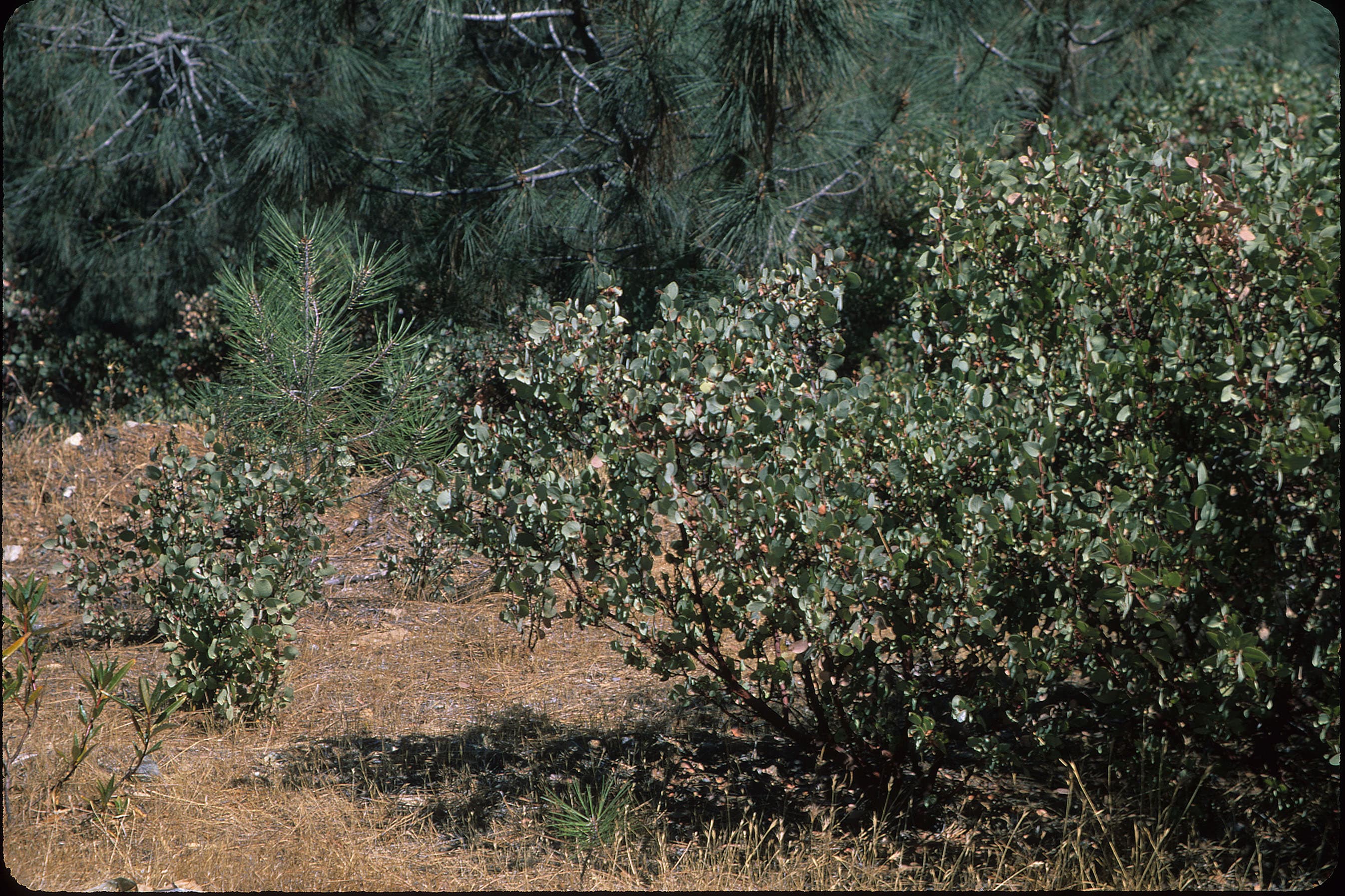 Manzanita sample
