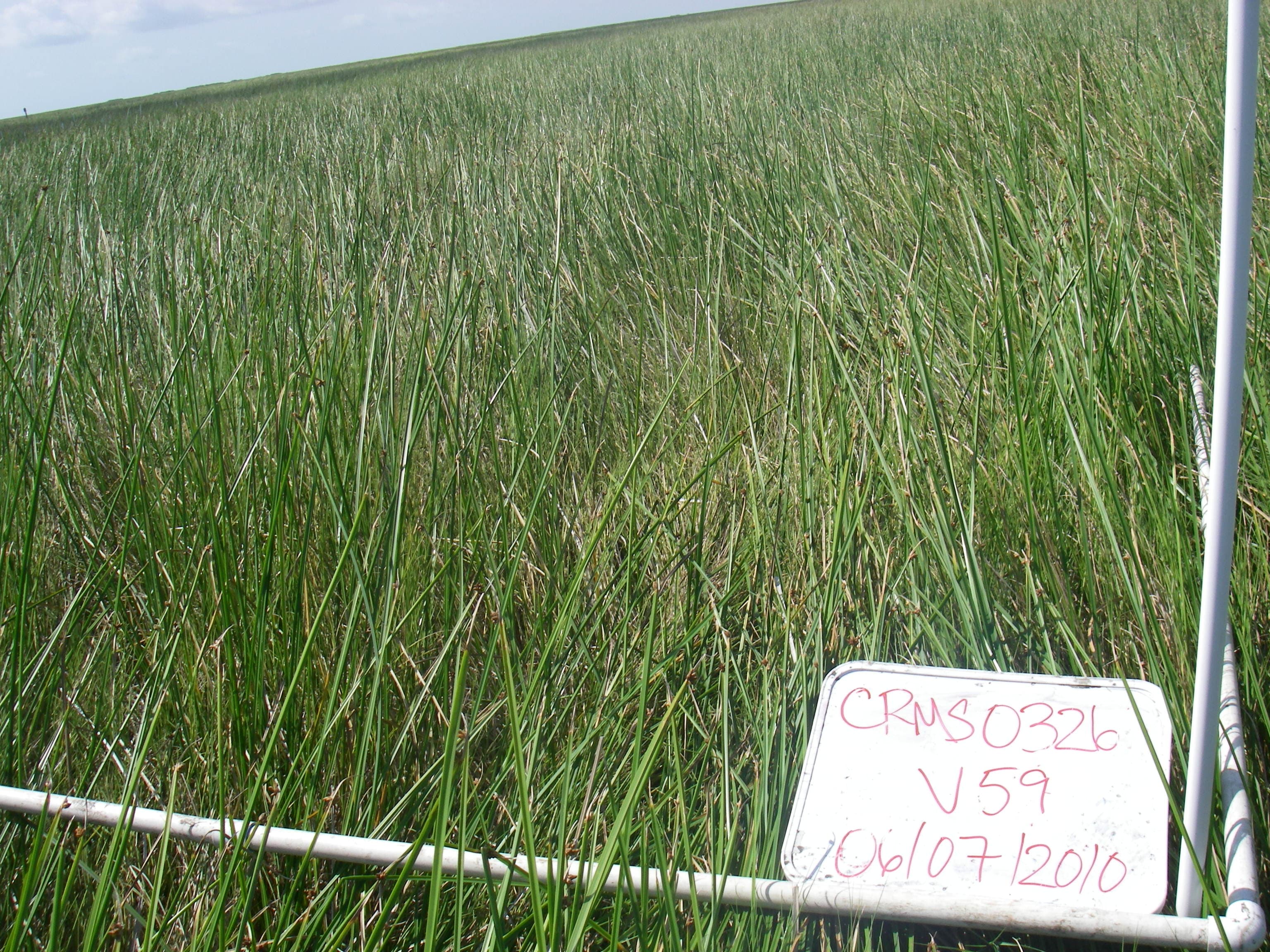 Marsh sample