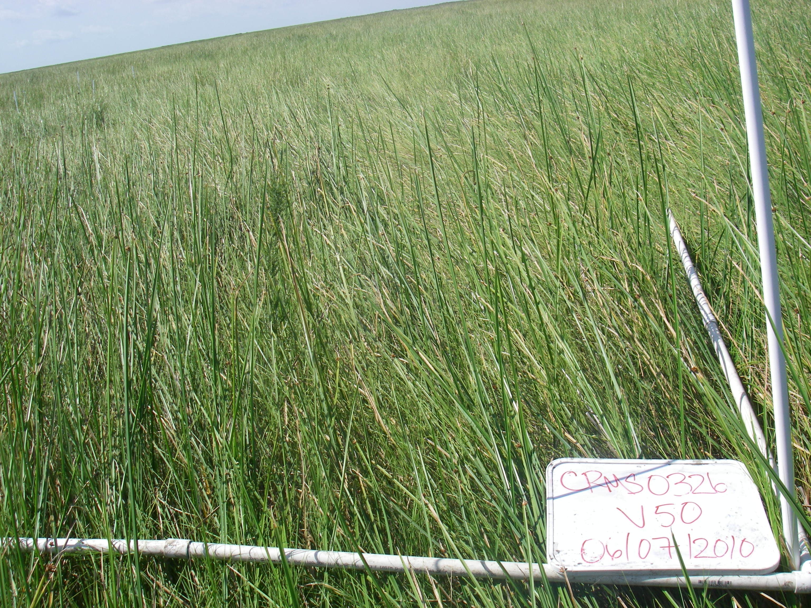 Marsh SCAM-DISP..CRMS326v50a sample