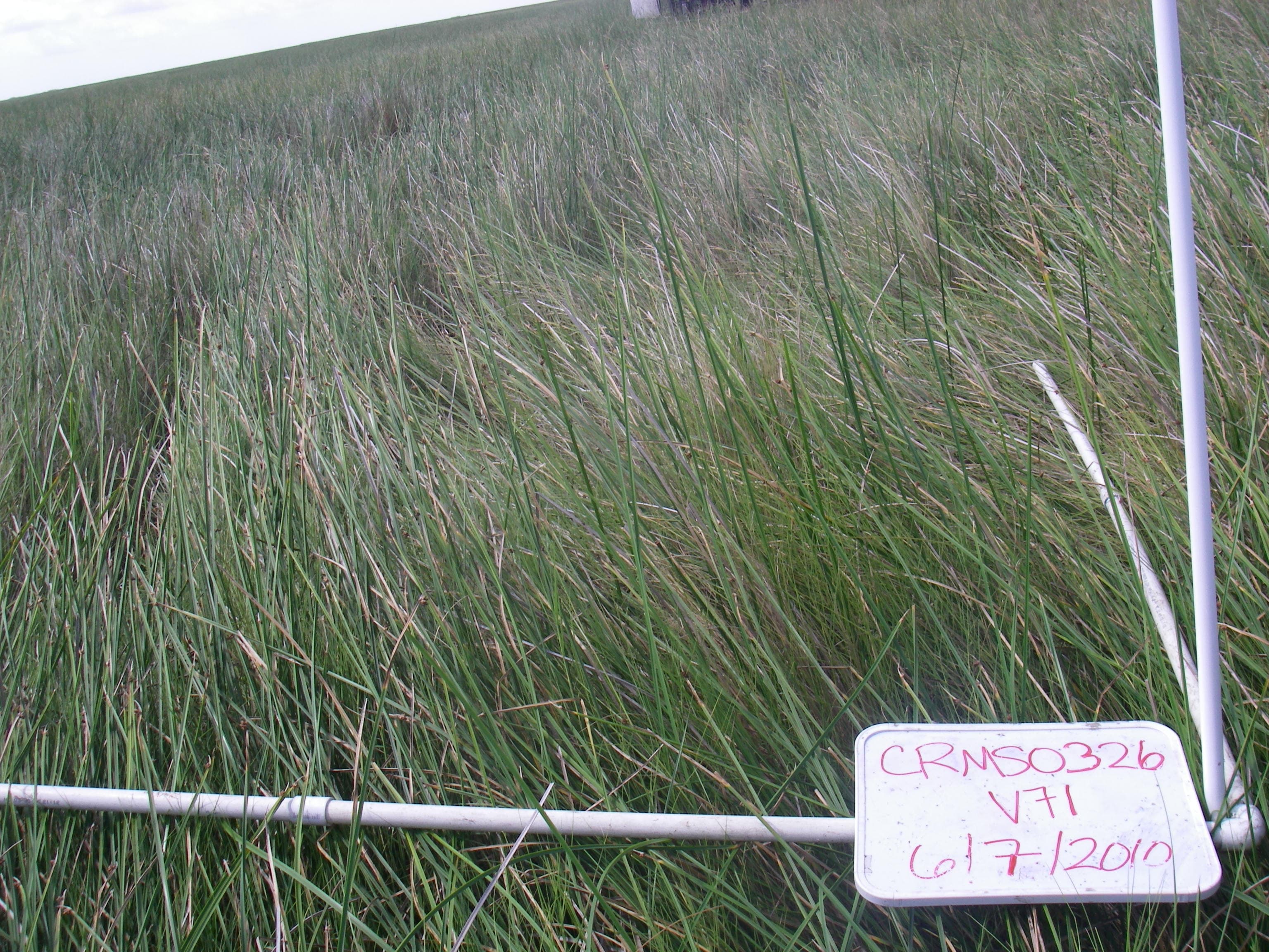 Marsh SCAM-DISP..CRMS326v71a sample