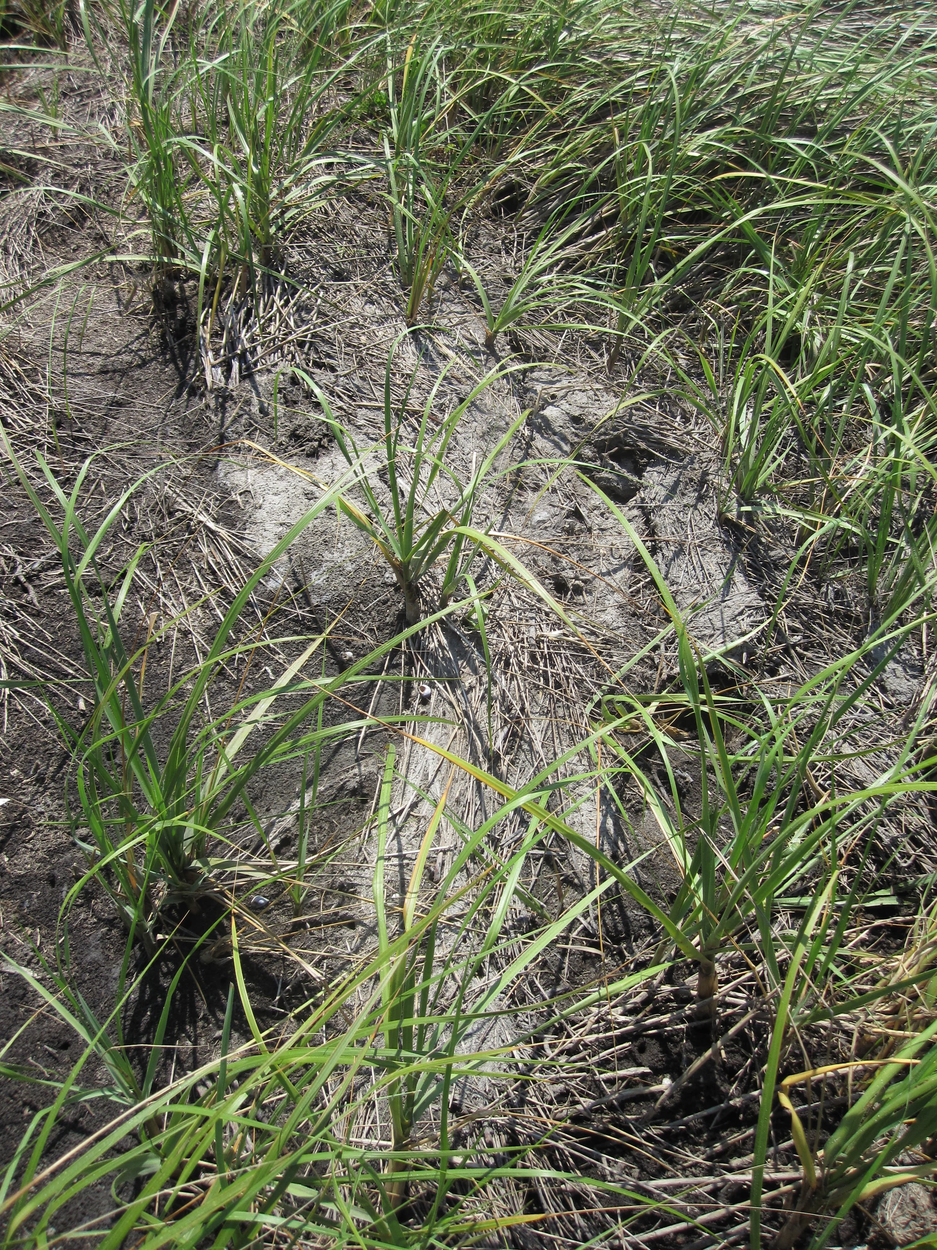 Marsh sediment DWV3-0511 dry sample