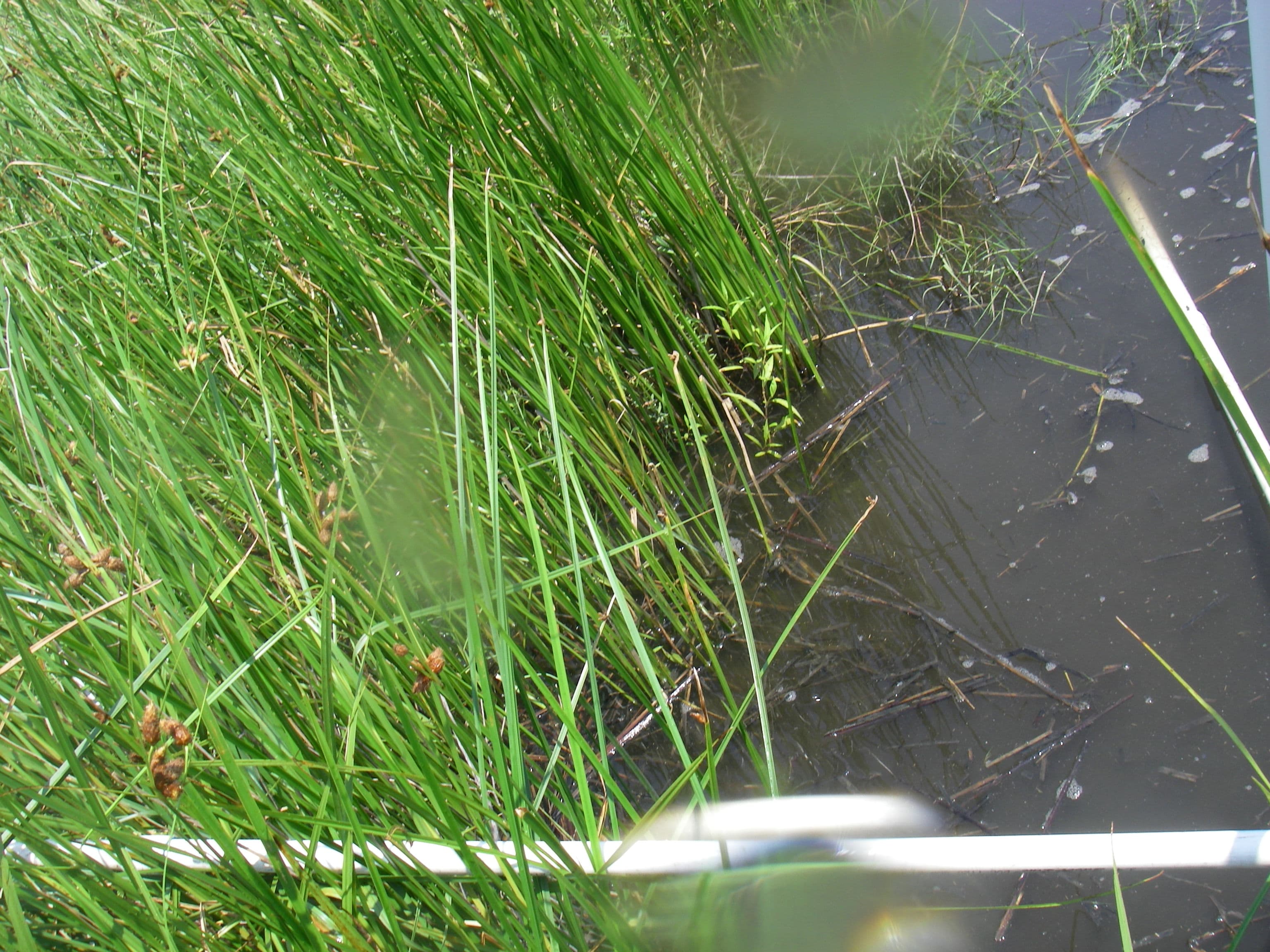 Marsh water40%... sample
