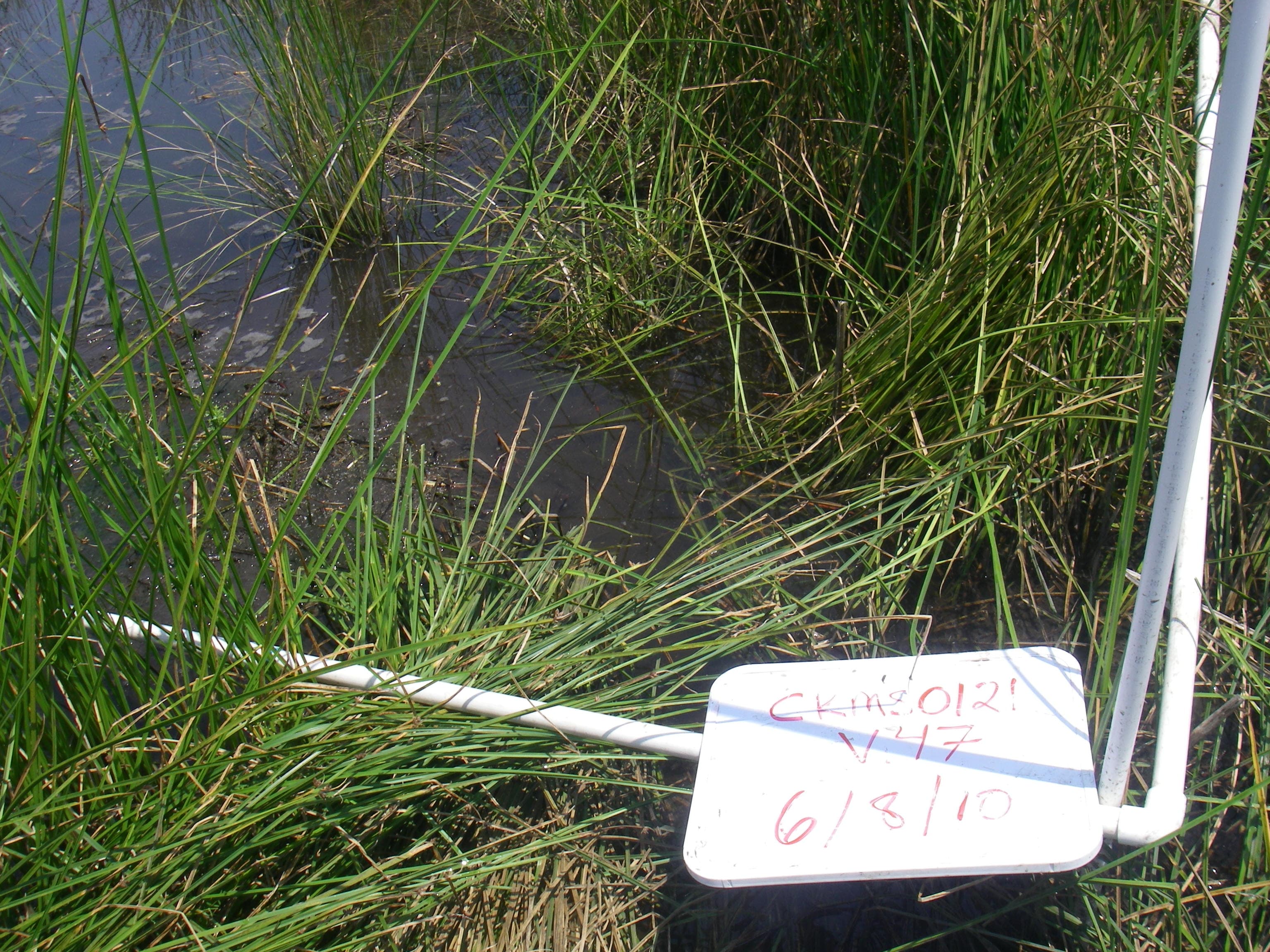 Marsh water55%... sample
