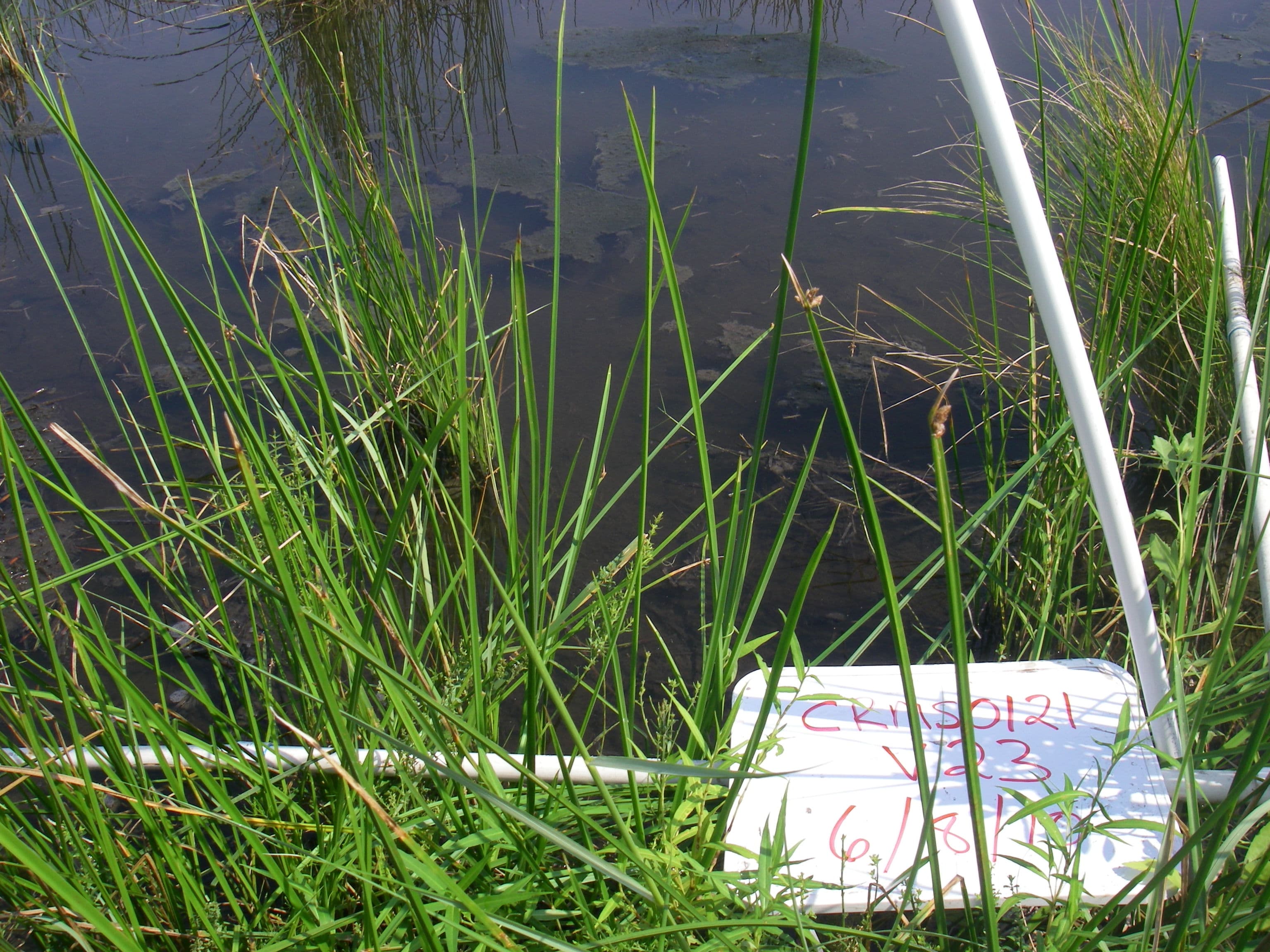 Marsh water80%... sample