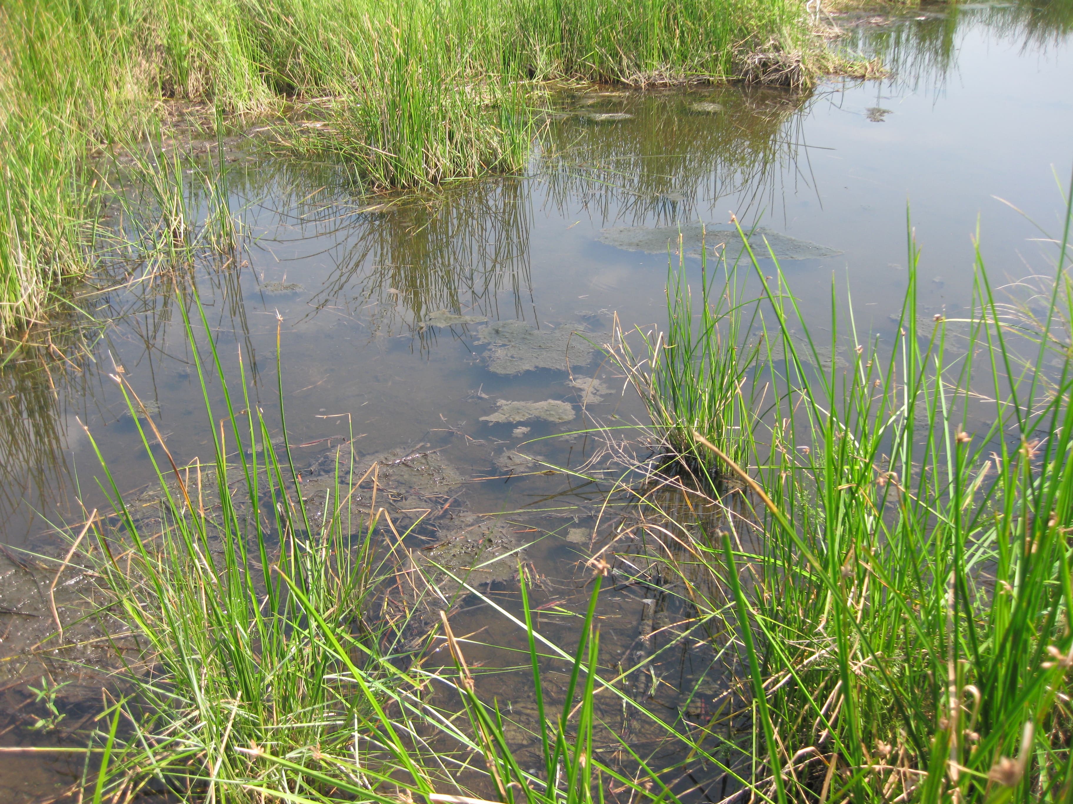 Marsh water sample