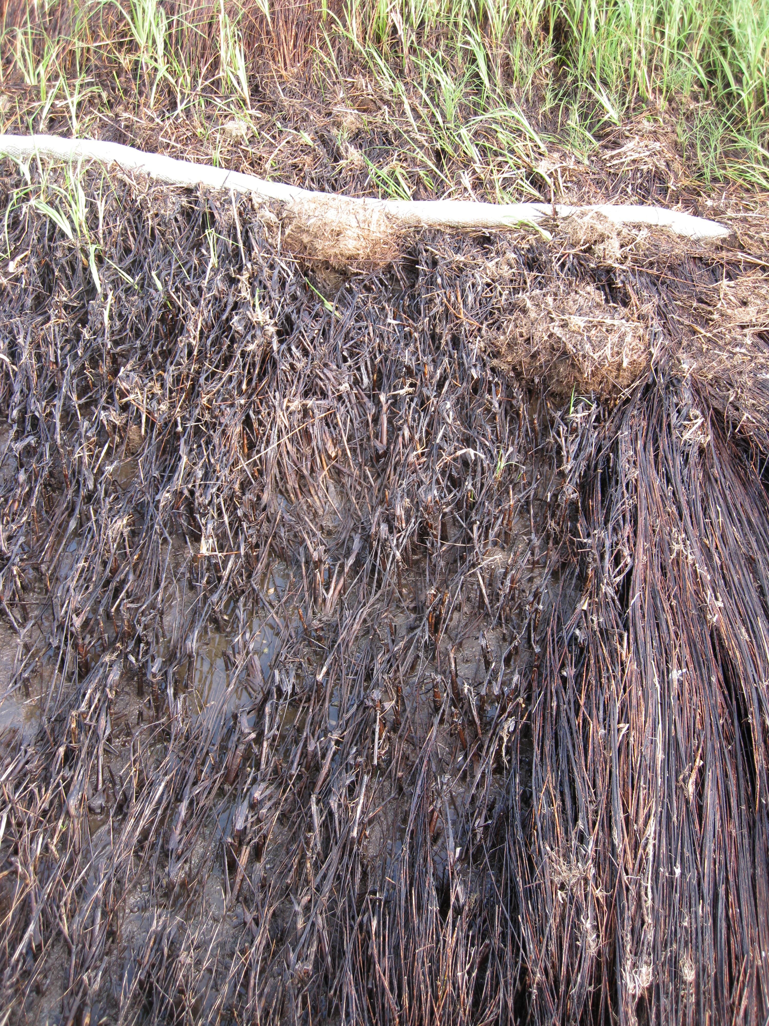 Oiled S.altern. DWO-3-BAT-06 sample