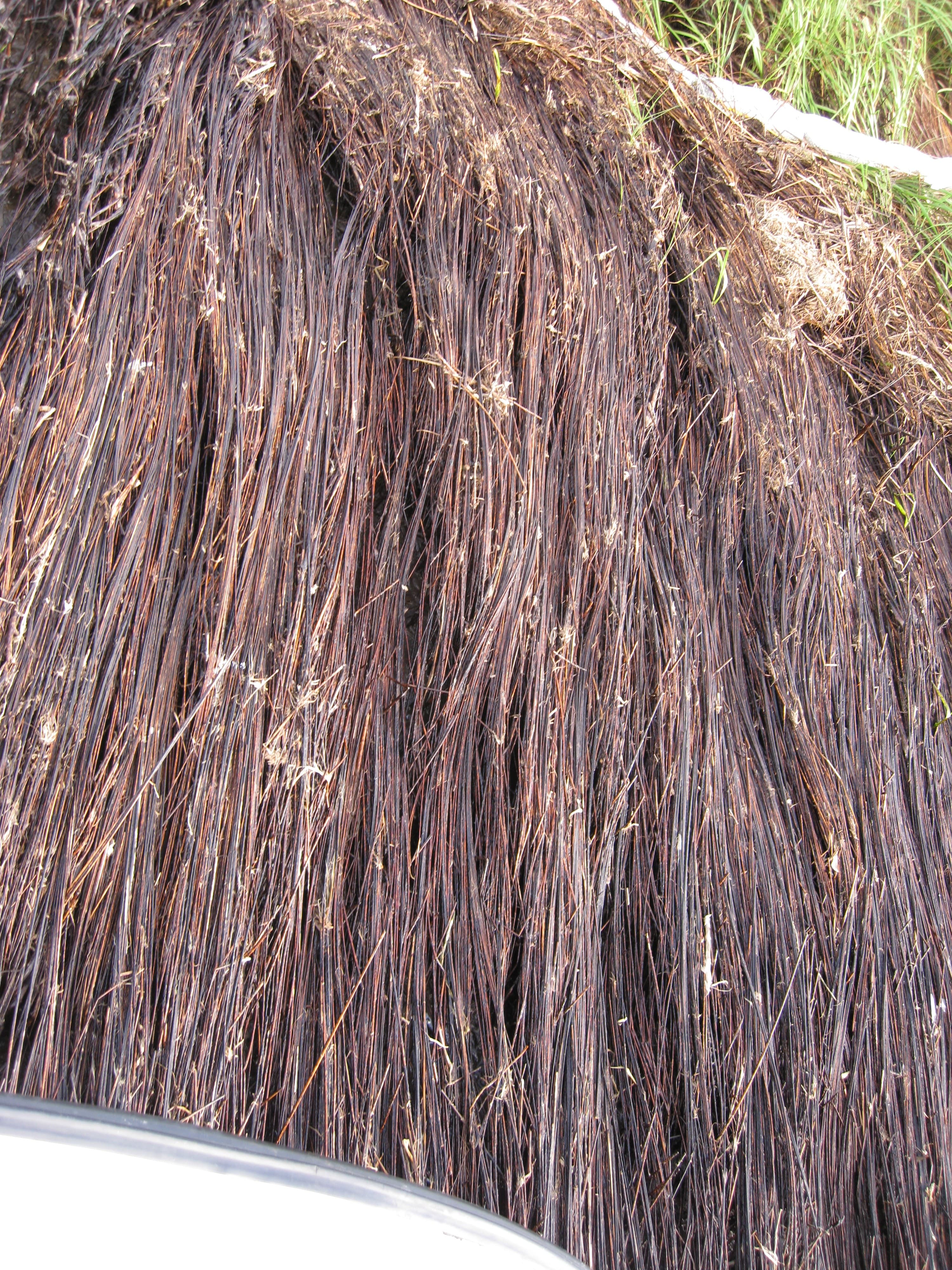 Oiled marsh DWO-3-BAT-06 sample