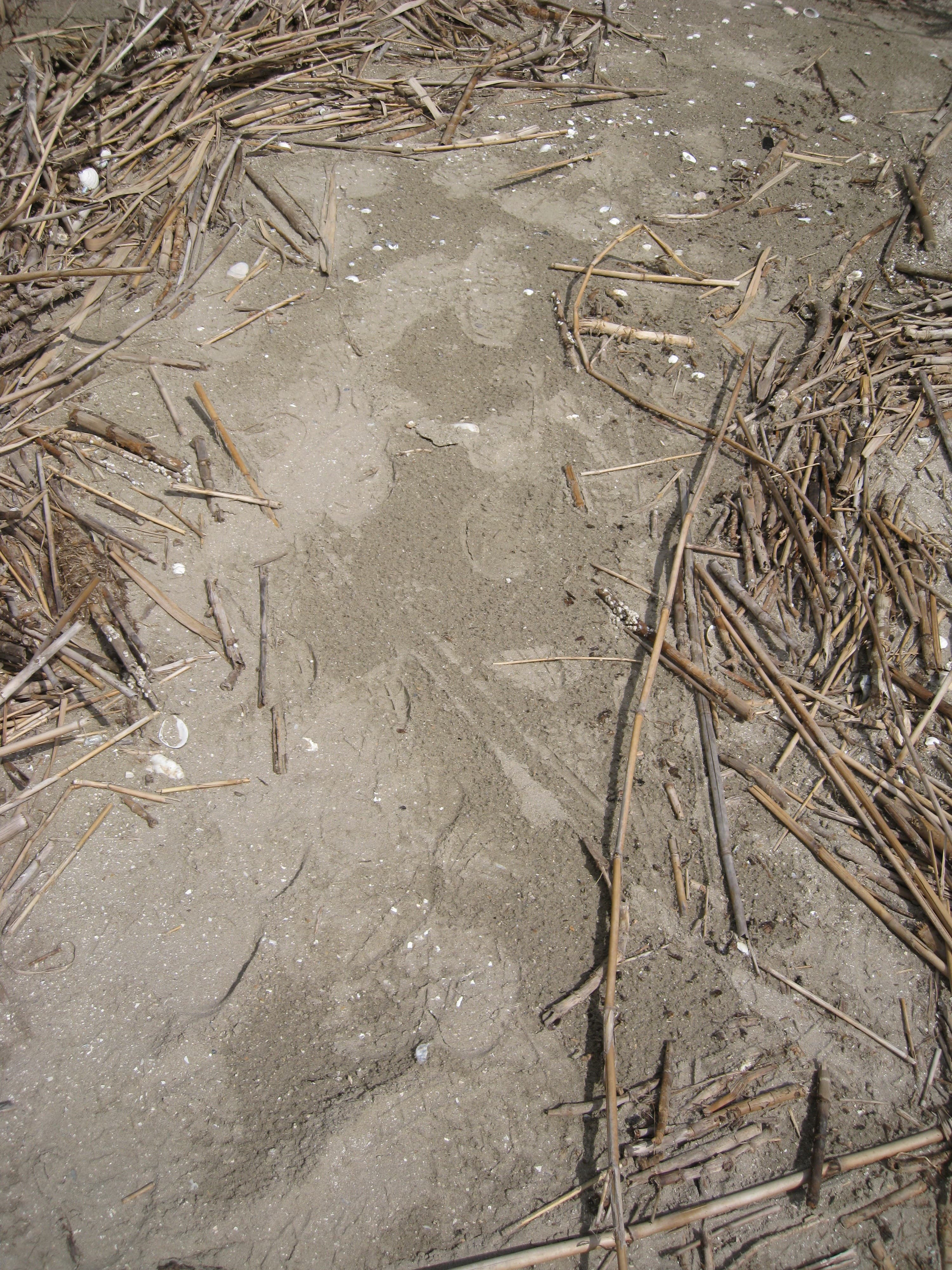 Sand DWO-3-DEL2c no vis.oil sample