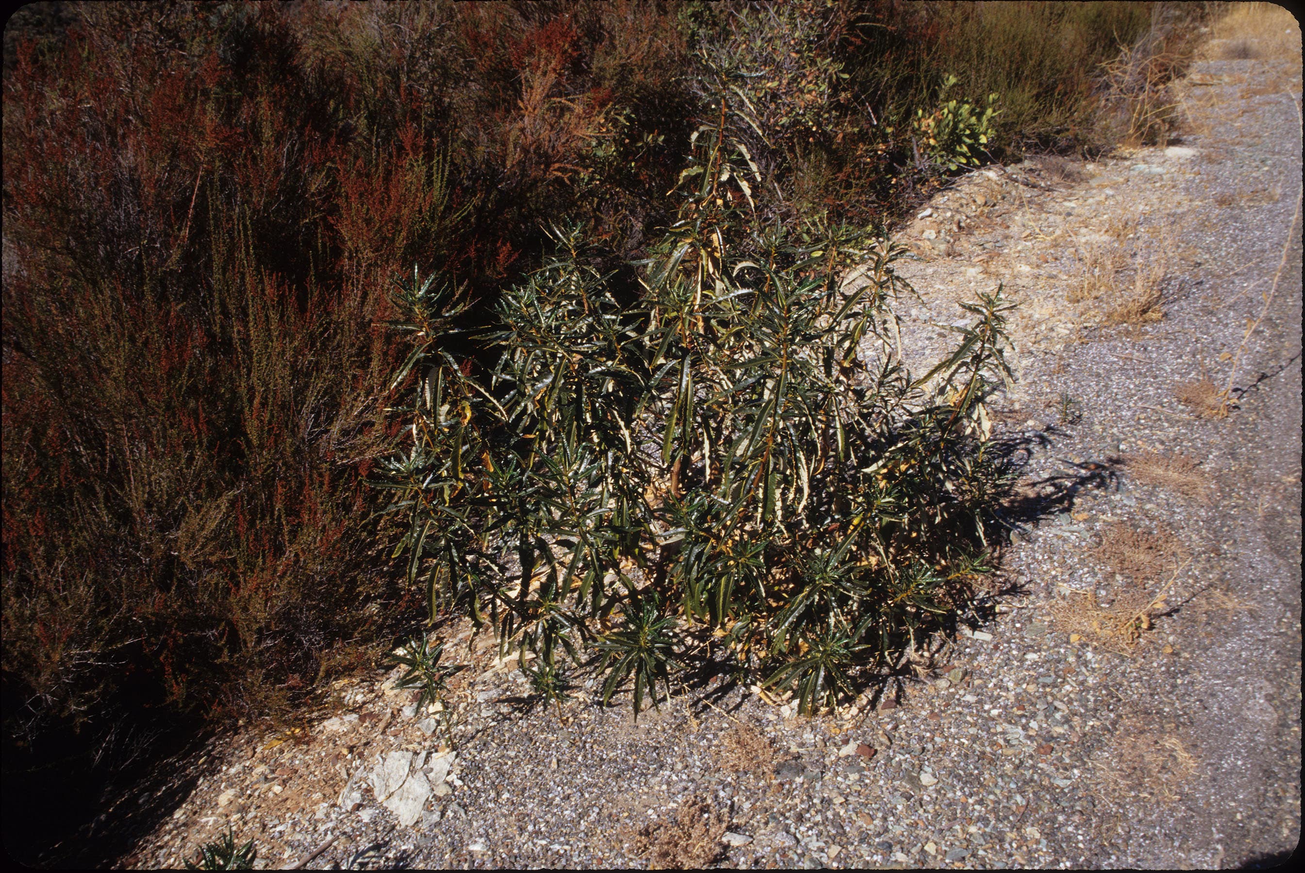 Yerba Santa sample